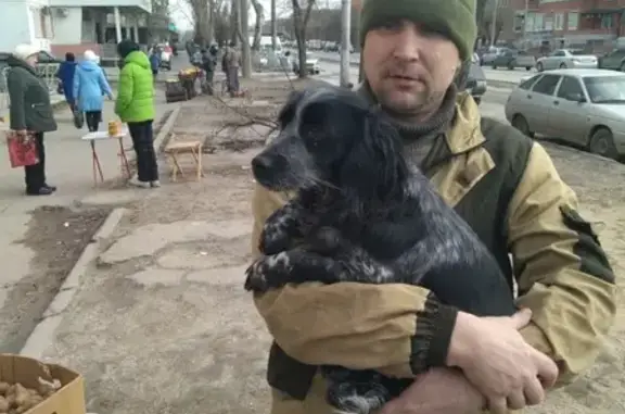 Найдена собака породы спаниель в Ангарском районе
