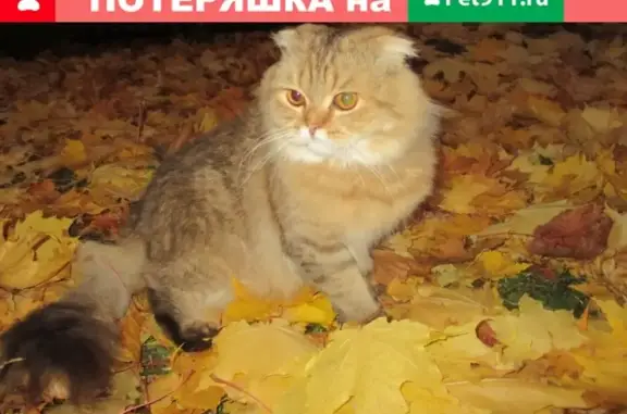 Пропал кот Марсик на ул. Беляева, Череповец.