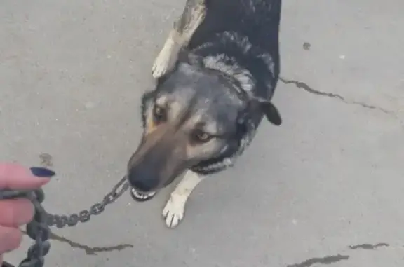 Найдена собака на пр. Победы в Симферополе