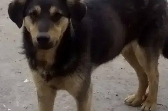 Собаки потеряшки, Новоселки, фото: Потеряшка собака Шарик в Рыбновском районе, Рязанская область