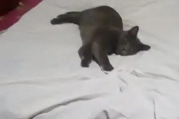 Кошки потеряшки, Киров, фото: Потеряшка кошка в Кирове, звоните