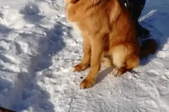 Собаки потеряшки, Колпино, фото: Потеряшка собака Алтай в Колпино