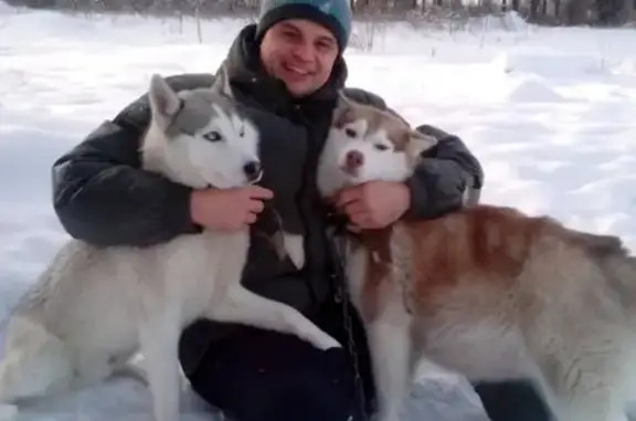 Собаки потеряшки, Большакино, фото: Потеряшкаи хаски в Большакино, Пермский край!