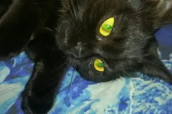 Найдена черная кошка на ул. Воронежская в Самаре