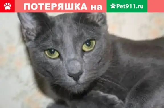 Кошки потеряшки, поселок Суходолье, фото: Потеряшка кошка в поселке Суходолье, Приозерский район Ленобласти