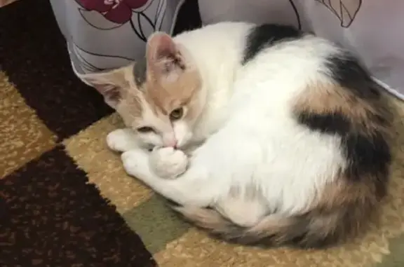 Найдена кошка в подъезде в Сургуте