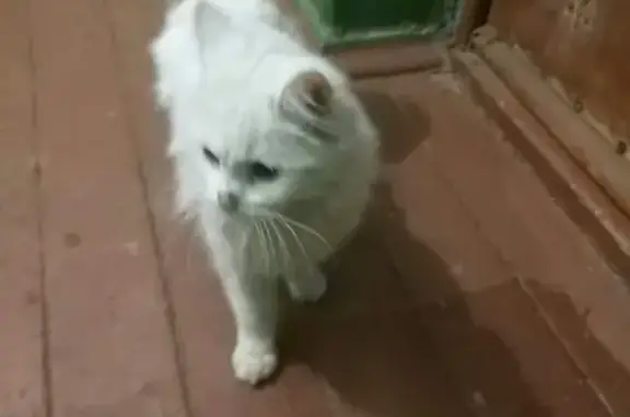 Найдена кошка в Малаховке на ул. Чайковского