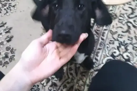 Найдена собака на анапском шоссе 108, Новороссийск