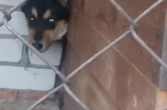 Найдена собака в Волгограде, ищем хозяев