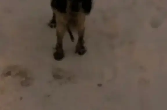 Найдена собака на ул. Кронштадская в Челябинске