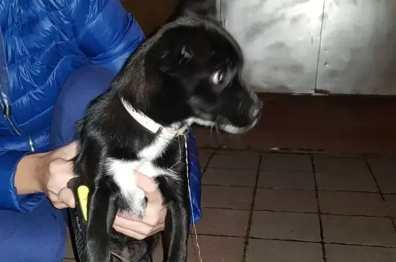 Найдена собака на улице Черняховского