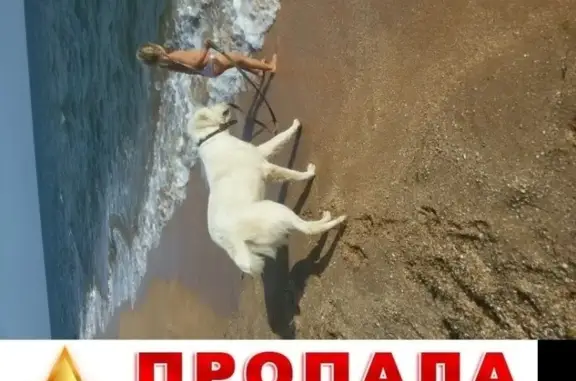 Пропала собака Алабай в Бл.Камыши, Феодосия, Крым