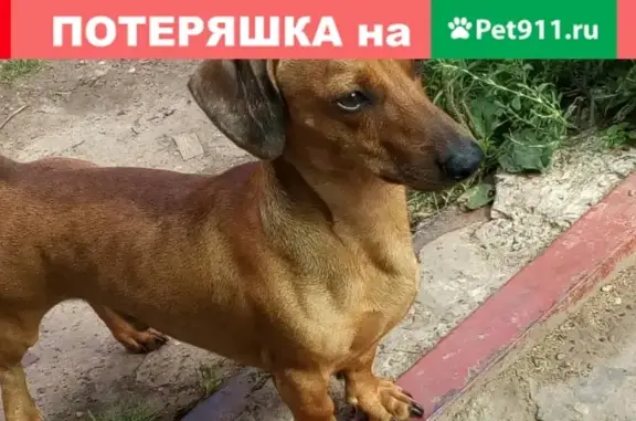 Пропала собака в Новочебоксарске, район Дома Правосудия