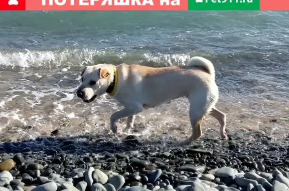 Пропала собака Виктория, г. Новороссийск, Краснодарский край