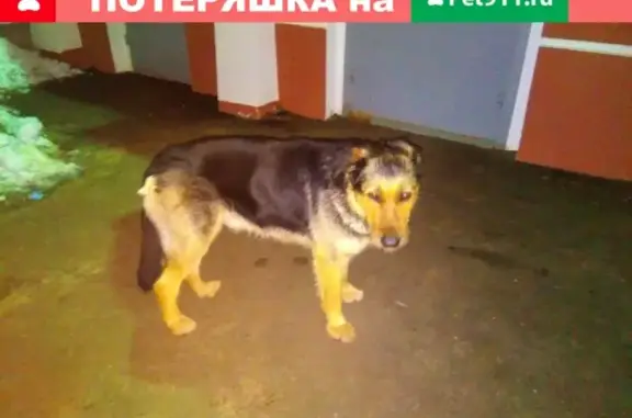 Найдена собака в Твери на ул. Можайского