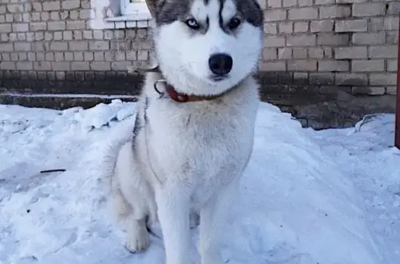 Пропала собака на Чкалова: сибирский хаски Мак.