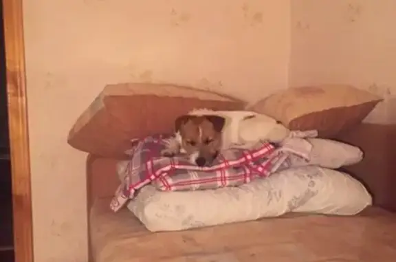 Собаки потеряшки, село Пугачево, фото: Потеряшка собака в Пугачево, нужна помощь!