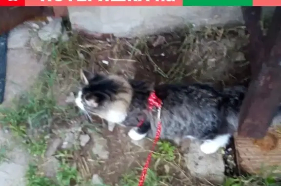 Пропал кот Расти в районе пер. Лесников, ошейник на шее