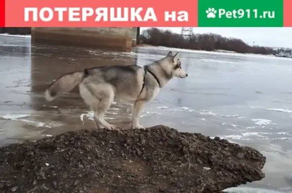 Собаки потеряшки, Великий Новгород, фото: Потеряшка хаски Альба в Великом Новгороде