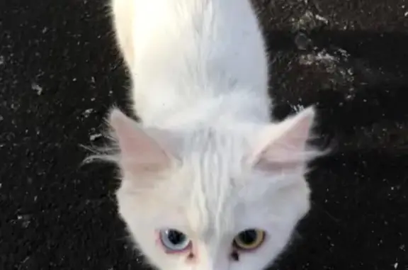 Найдена кошка в Кунцево на ул. Боженко