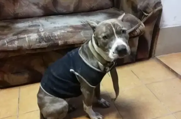 Найденные животные Калининград, фото: Найдена собака на ул. Громовой, Калининград