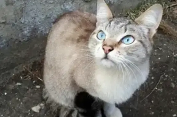 Найдена кошка в Раменском на Донинском шоссе