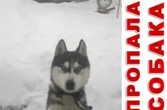 Собаки потеряшки, Грязи, фото: Потеряшка собака в синем ошейнике в Грязах, Липецкая область