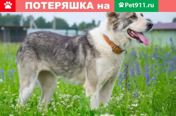 Собаки потеряшки, Москва, фото: Потеряшка собака Хлоя в деревне Ивонино