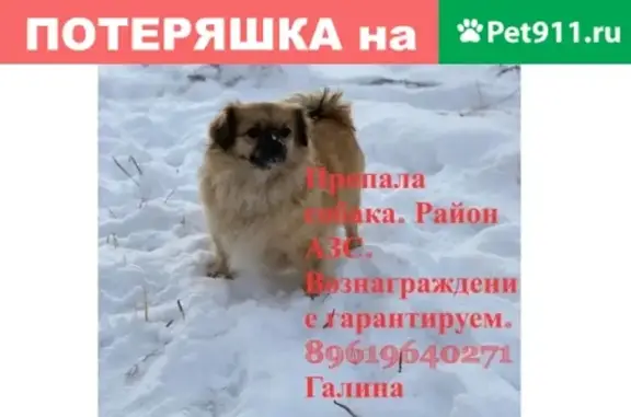 Пропала собака на улице Бохняка, 12 марта, рядом с магазином Березка (тел. 89619640271)