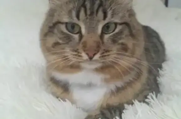 Кошки потеряшки, Ижевск, фото: Потеряшка кошка в районе Шунды, Ижевск!