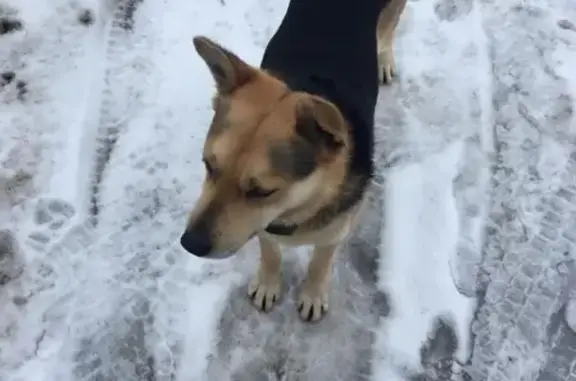 Найдена собака в ЖК Ванино, дер. Узигонты, Ломоносовский район