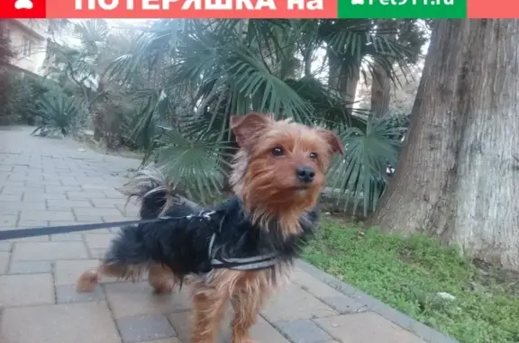 Пропала собака в Сочи, район Светланы.