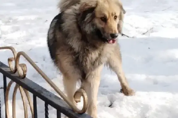 Найдена собака в Москве, тел. для связи