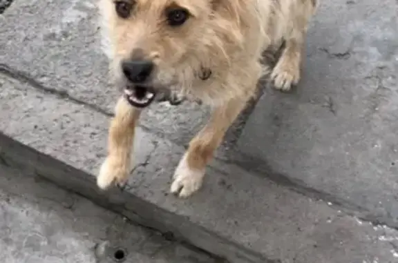 Пропала собака на ул. Тимирязева, Кемерово