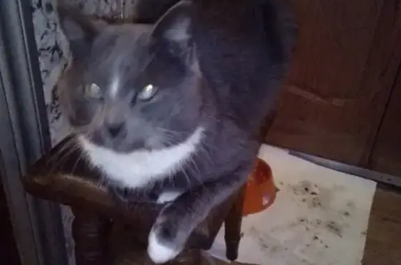 Пропал кот Мурзик в Брянске - вознаграждение гарантировано