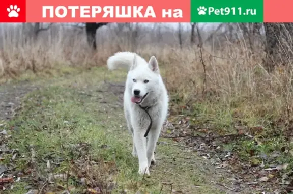 Собаки потеряшки, Фирсово, фото: Потеряшка хаски в с. Санниково, возможно в районе Алтайки или Фирсово