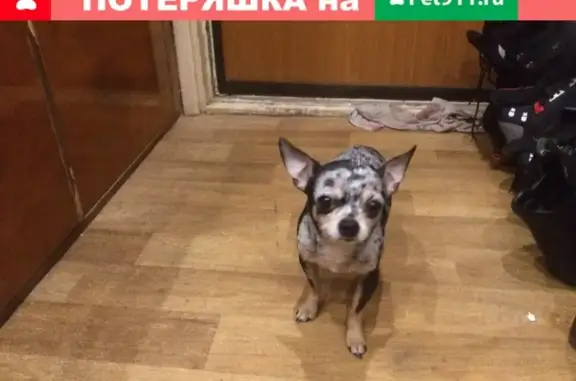 Собака найдена в Ховрино: Чихуахуа, мальчик, мраморный окрас.