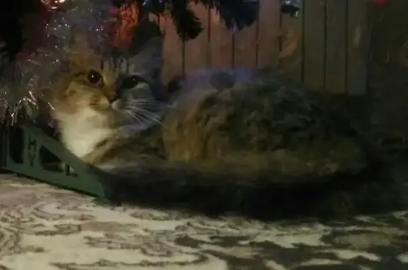 Кошки потеряшки, деревня Аввакумово, фото: Потеряшка кошка в СНТ Огонёк, д. Сокол, район Калининского района, Тверская область.