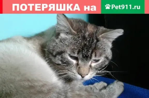 Найден кот на Рябикова 21а, голубоглазый и ухоженный