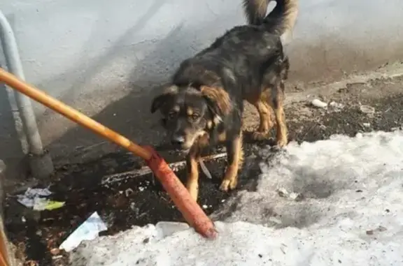 Найдена собака в р-оне Заволга, Ярославль