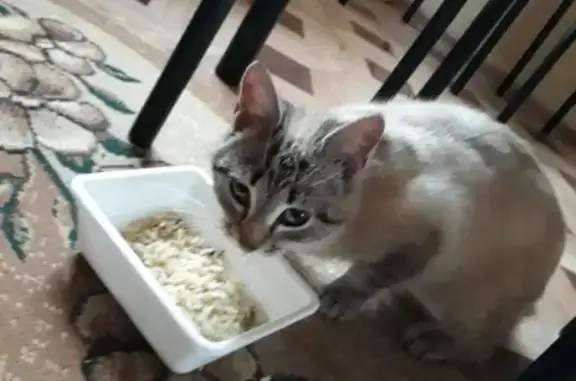 Найден голодный кот на Бердыши 67, Торопец