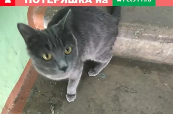 Найден шотландский кот на ул. Пушкина, г. Электросталь