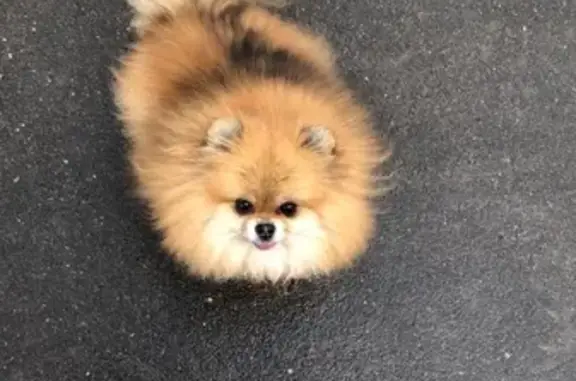 Пропала собака Мия на Алтайской 10, помогите найти