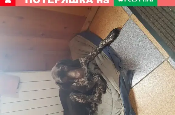 Собака курцхаар найдена в Воскресеновке, Липецк