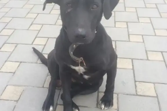 Найдена упитанная собака на ЮМР, Краснодар