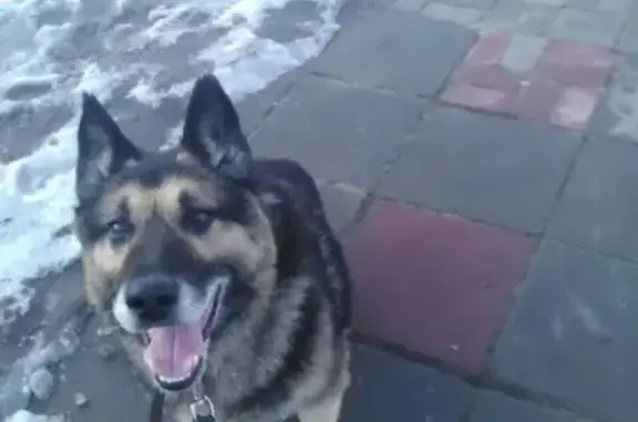 Найдена собака в Семилуках, ищем хозяина