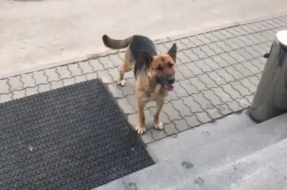 Найдена собака на территории компании Liebherr в Краснознаменске