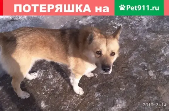 Найден пёс в Юго-Восточном округе Москвы