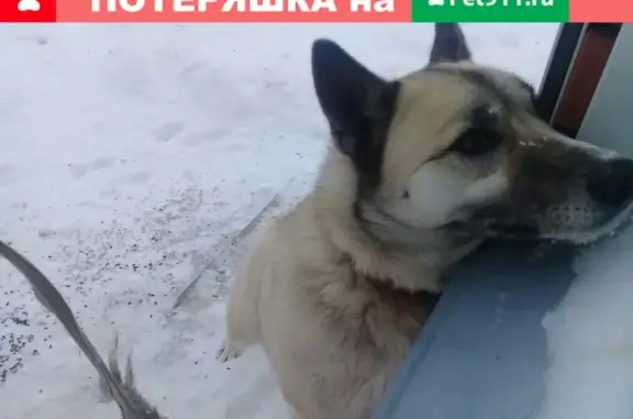 Пропала собака Лайка возле магазина Прекрасного в Челябинске