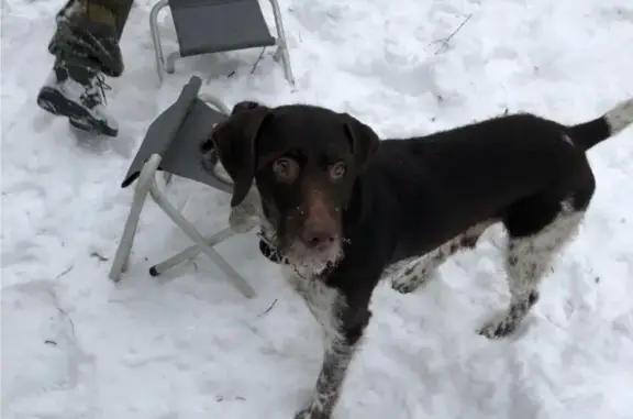 Пропала собака в Севском районе Брянской области